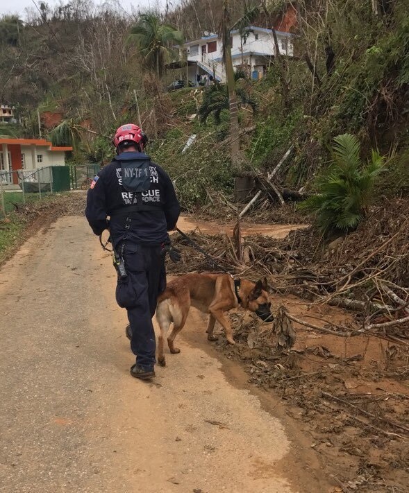 FEMA NY-TF 1 Working Dogs