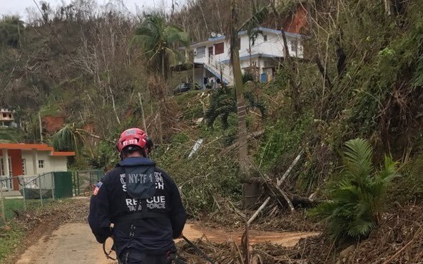 FEMA NY-TF 1 Working Dogs