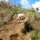 Corozal Road Clearance