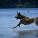 Nowhere to Run: MWDs get paws wet