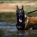 Nowhere to Run: MWDs get paws wet