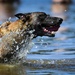 Nowhere to Run: MWDs get paws wet