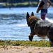 Nowhere to Run: MWDs get paws wet