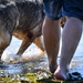 Nowhere to Run: MWDs get paws wet