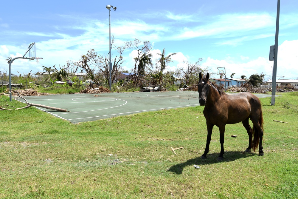 Horses Roam Free in Neighborhoods