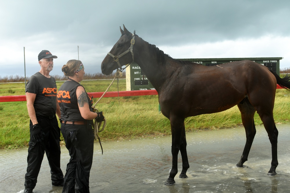 ASPCA Tends to Horses that are roaming the streets in St. Croix