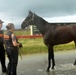 ASPCA Tends to Horses that are roaming the streets in St. Croix