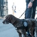 Coast Guard conducts pier sweeps during San Francisco Fleet Week