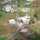 CBP AMO aircrews provide relief support to Hurricane Maria ravaged Puerto Rico CBP AMO aircrews provide relief support to Hurricane Maria ravaged Puerto Rico
