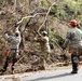 Cayey Road Clearance