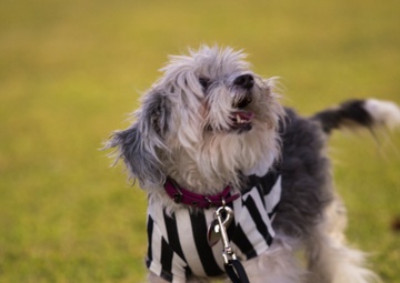 MCAS Yuma hosts Purple Paws for a Cause