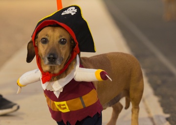 MCAS Yuma hosts Purple Paws for a Cause