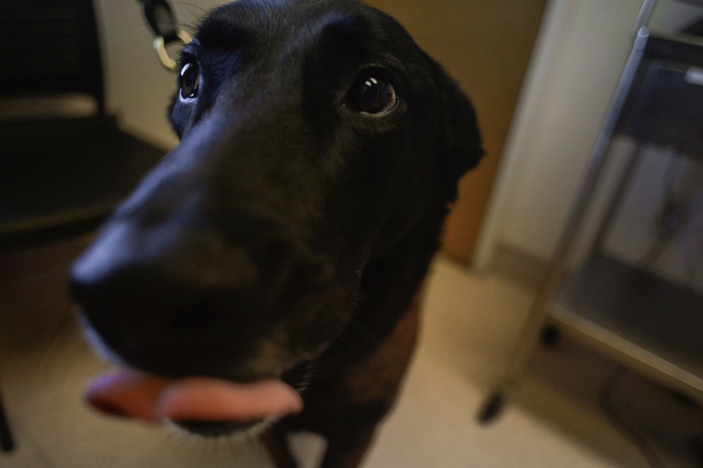 Luke Veterinary Treatment Facility keeps working animals; service members pets healthy