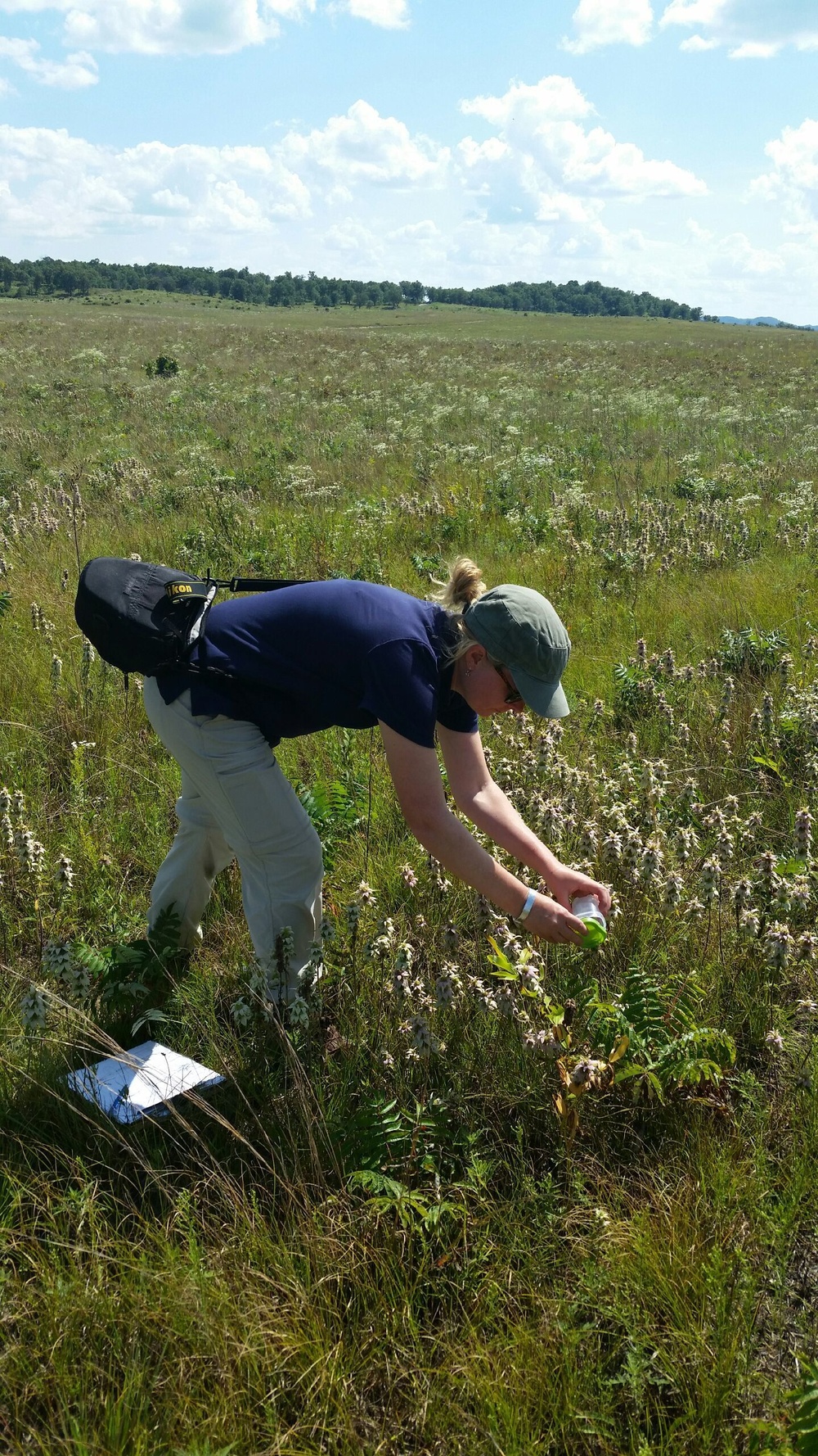 Surveys for endangered bumblebee held at installation