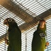 Preserving the Puerto Rican parrot
