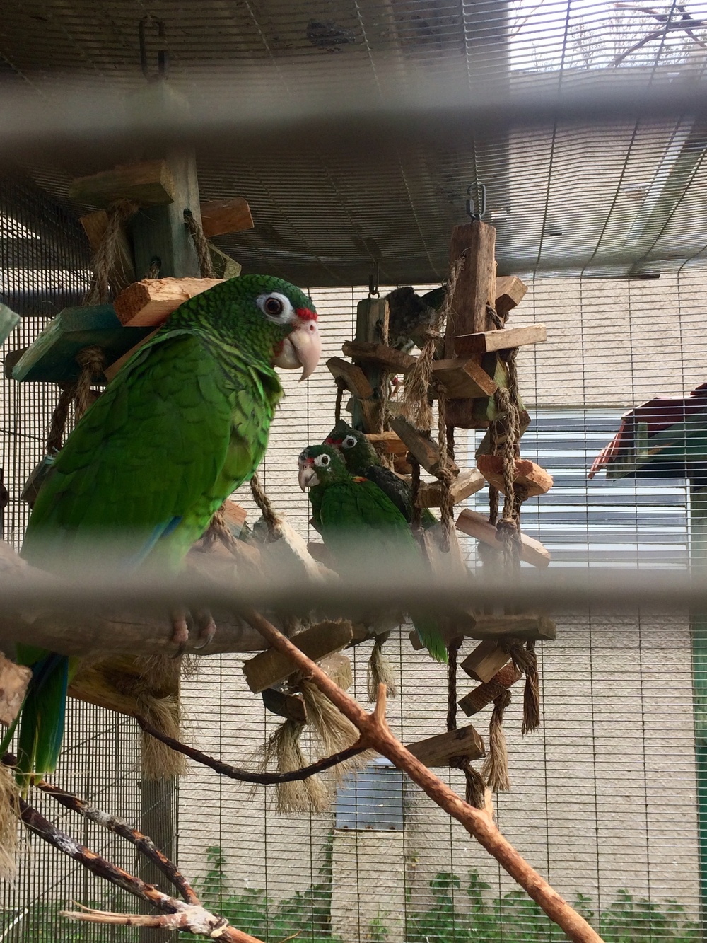 Preserving the Puerto Rican parrot