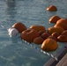 13 Area Pool Pumpkin Plummet