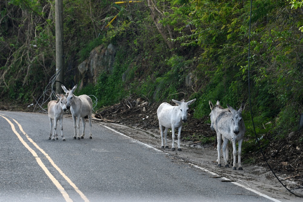 A Drove of Donkies Stand in the Road in St. John