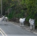 A Drove of Donkies Stand in the Road in St. John