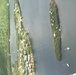 Maria ESF-10 PR Unified Command responders evaluate damaged vessels in Puerto Rico