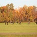 Fall PT session at Fort McCoy