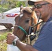 Hurricane Maria relief effort in Arecibo, Puerto Rico