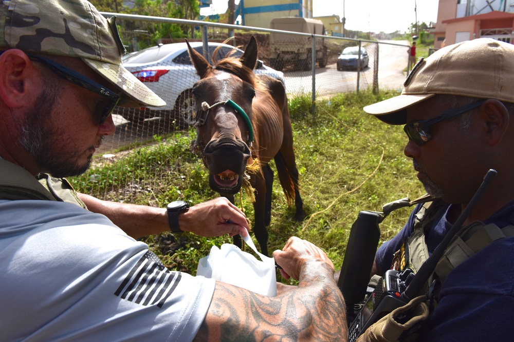 Hurricane Maria relief effort in Arecibo, Puerto Rico