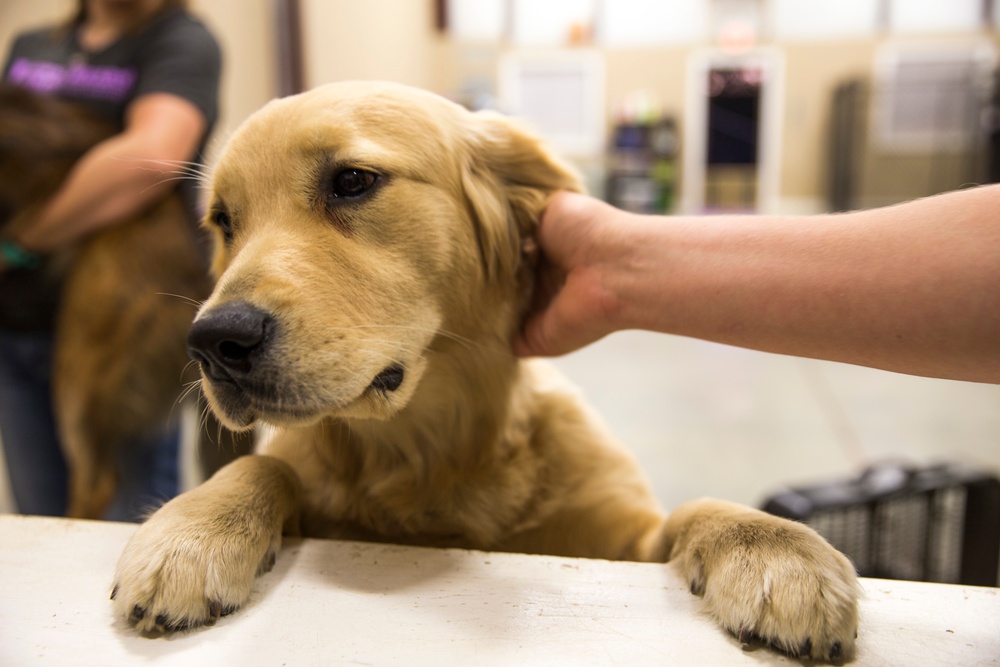 Paws for Purple Hearts