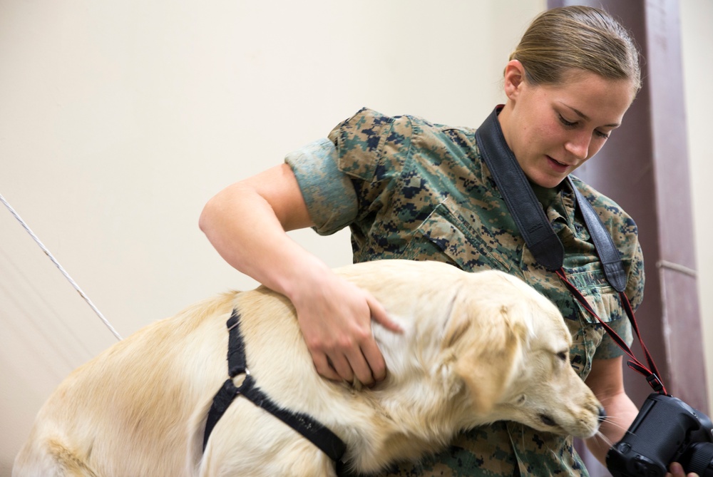 Paws for Purple Hearts