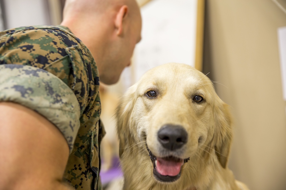 Paws for Purple Hearts