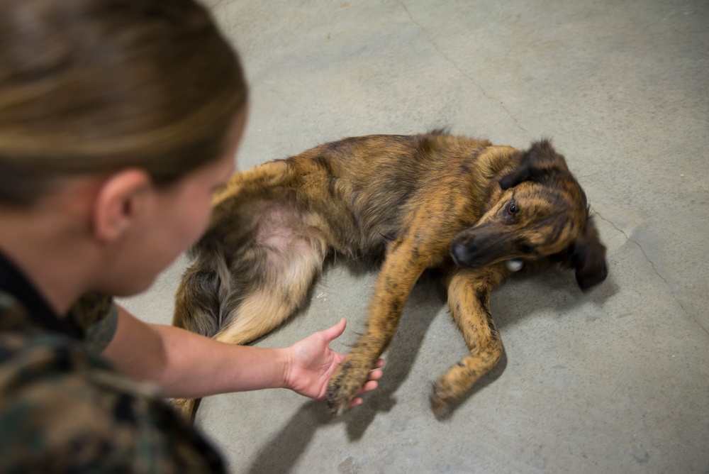 Paws for Purple Hearts