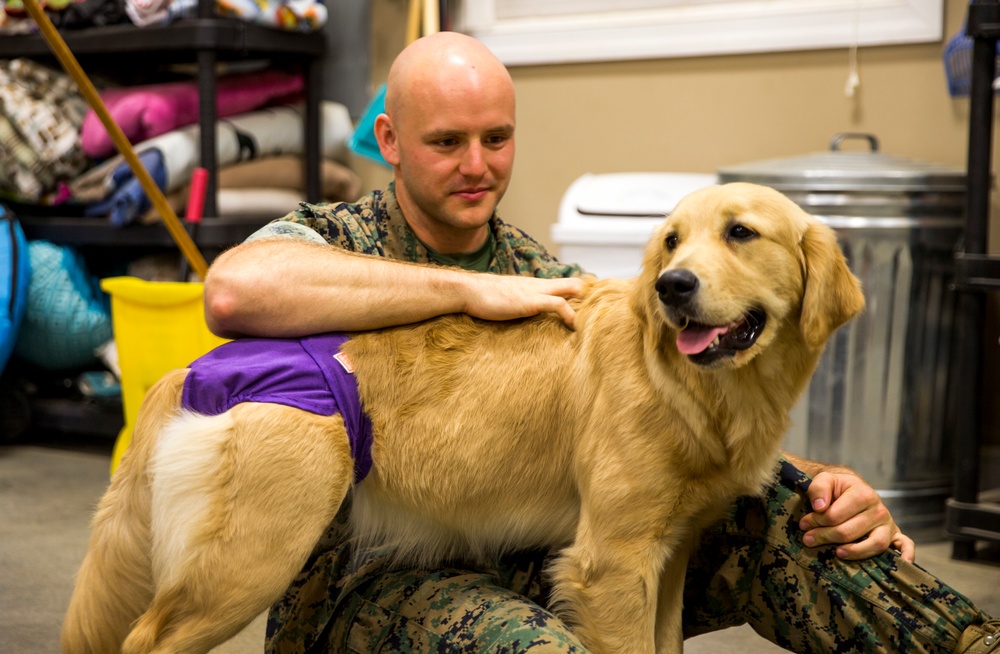 Paws for Purple Hearts