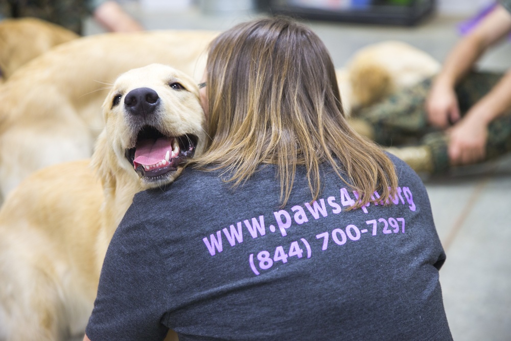 Paws for Purple Hearts