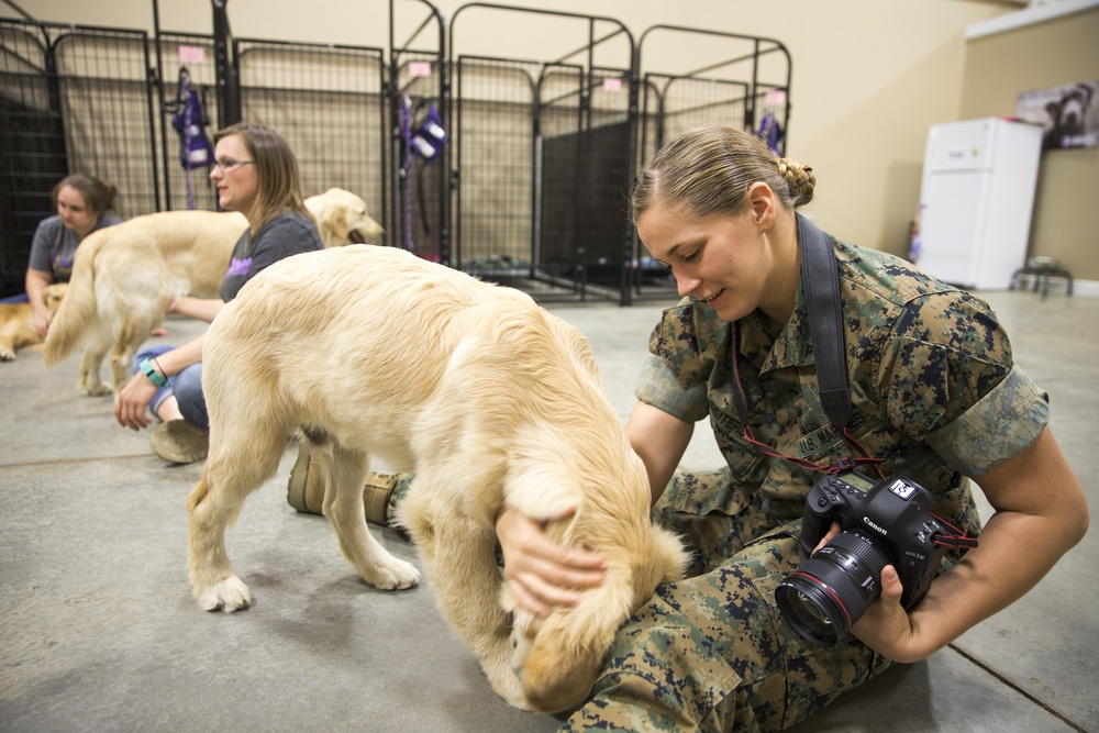 Paws for Purple Hearts