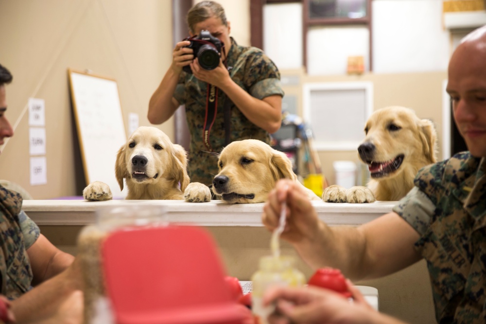 Paws for Purple Hearts