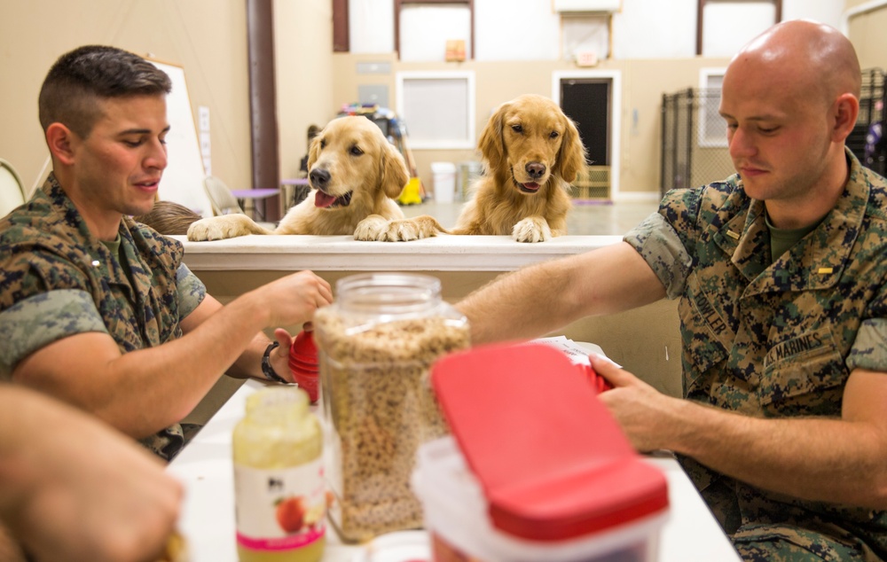 Paws for Purple Hearts