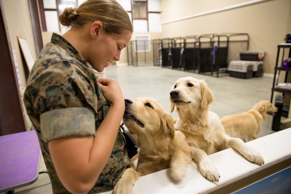 Paws for Purple Hearts