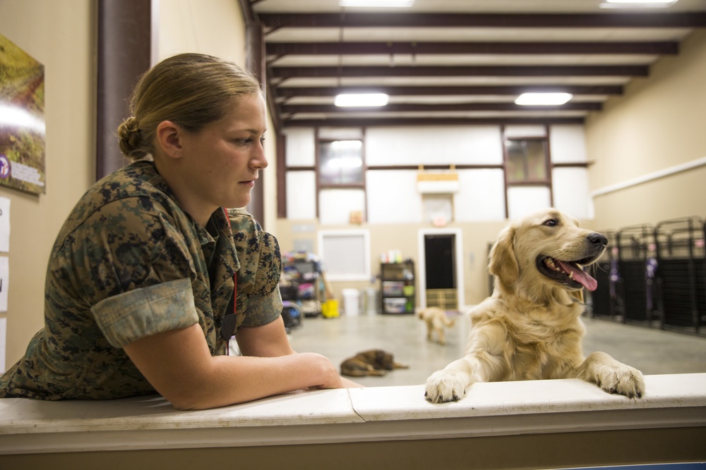 Paws for Purple Hearts