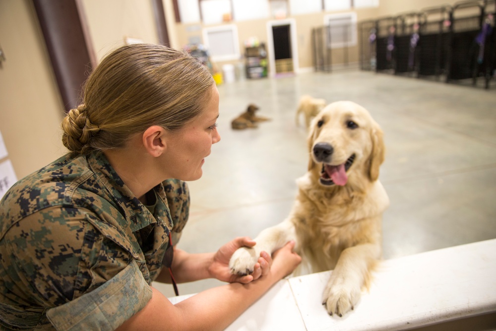 Paws for Purple Hearts