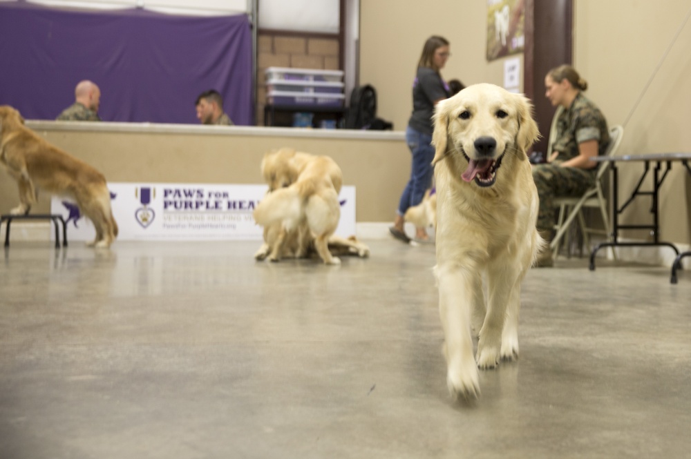 Paws for Purple Hearts