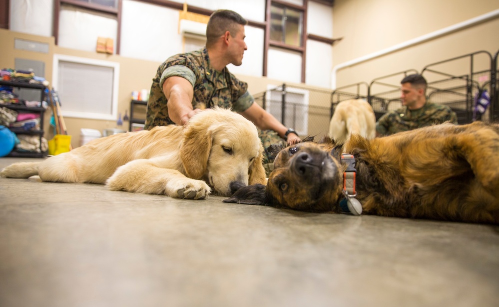 Paws for Purple Hearts