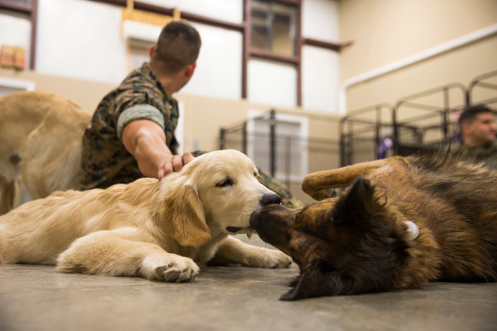 Paws for Purple Hearts