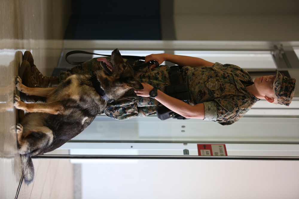 MCIPAC PMO’s K-9 holds K-9 demonstration for OPP