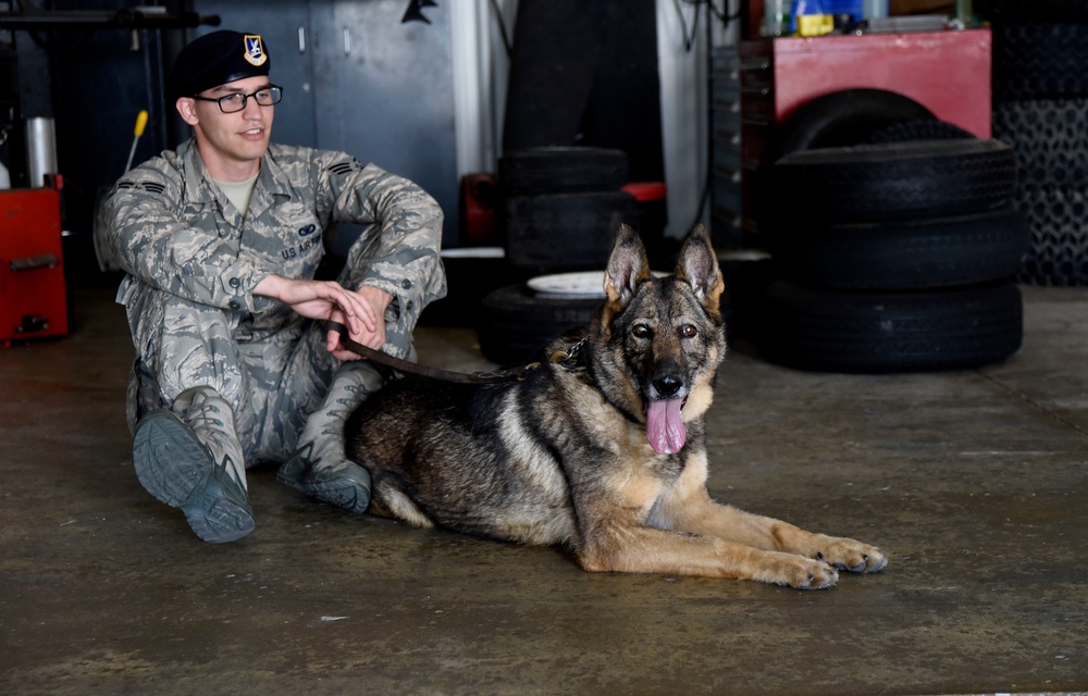 Military working dog detection training