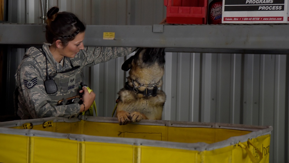 Military working dog detection training