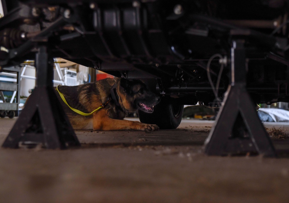 Military working dog detection training