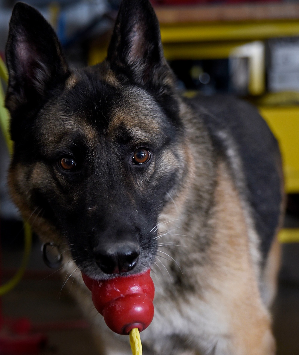 Military working dog detection training