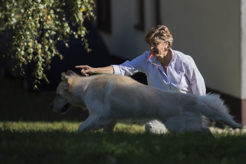 Service dogs: Not your average household pet