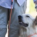 Service dogs: Not your average household pet