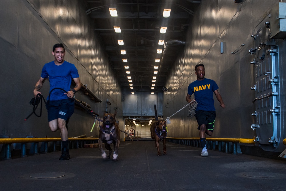 Dogs on USS Ashland